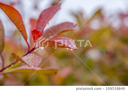 Red Robin on a Rainy Day ~Western Keynotes~ Red Robin on a Rainy Day ~Western Keynotes~ 109538640