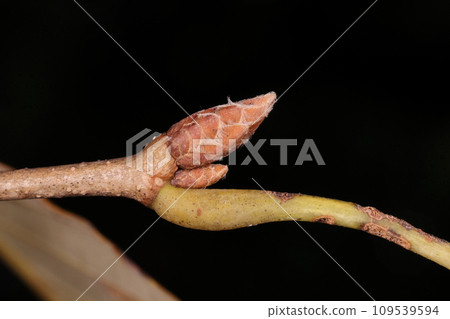 Natural plant Abemaki, winter buds in December. Thin hairs are noticeable on the edges of the elongated oval and triangular bud scales, several millimeters in length. 109539594