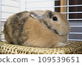 Rabbit with his ears down 109539651
