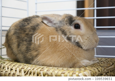 Rabbit with his ears down 109539651