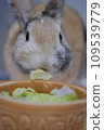rabbit eating lettuce 109539779