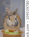 rabbit eating lettuce 109539780