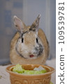 rabbit eating lettuce 109539781
