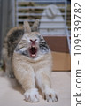 Rabbit yawning loudly 109539782