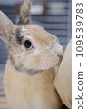 Rabbit looking up 109539783