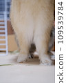 short legged rabbit 109539784