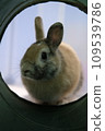 Rabbit peeking out of the tunnel 109539786