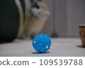 Rabbit aiming for the blue ball 109539788