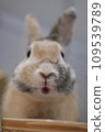 Rabbit with a blank face 109539789