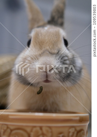 Rabbit with pellets in his whiskers 109539803