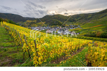 Mayschoss, Ahr, Rhineland-Palatinate, Germany Mayschoss, Ahr, Rhineland-Palatinate, Germany 109539928
