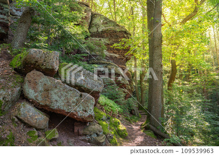 Eifel National Park, North Rhine Westphalia, Germany 109539963