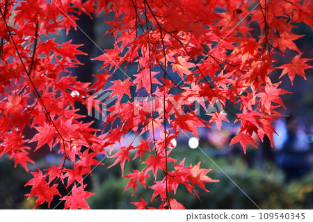 Maple leaves turning red (autumn leaves) 109540345