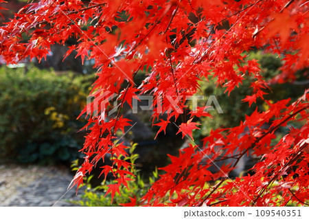 Maple leaves turning red (autumn leaves) 109540351