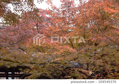 Kenninji Temple Shion Garden Autumn 109540370
