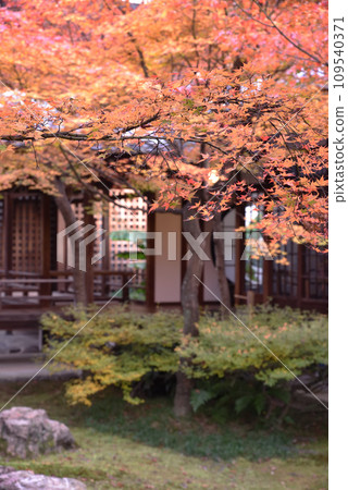 Kenninji Temple Shion Garden Autumn 109540371