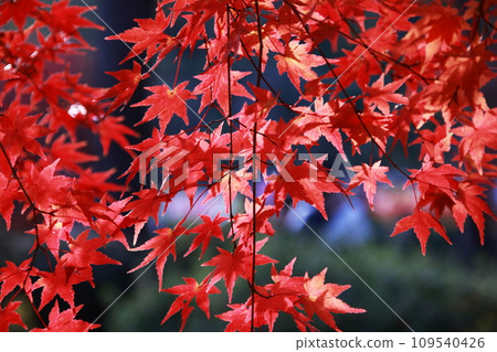 Maple leaves turning red (autumn leaves) 109540426