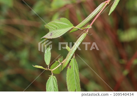 Poisonous, Moroheiya fruit 109540434