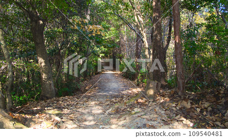 mountain path and trees mountain path and trees 109540481