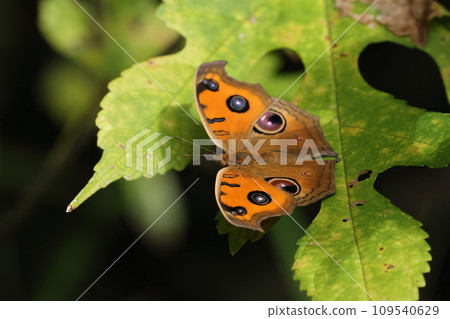 Creatures Insects Vertical leafminer, autumn type. The underside of the wings is brownish-brown like a dead leaf, and the upper side of the wings has an orange eyeball pattern that surprises enemies. 109540629