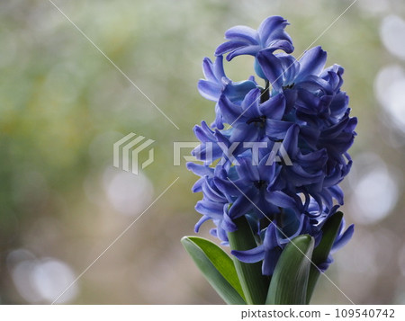 Blue flower hyacinth delft blue Blue flower hyacinth delft blue 109540742