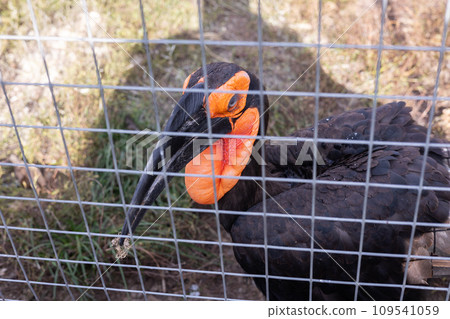 A beautiful rhinoceros bird with black feathers and a red crop stands near the bars in the zoo. A rhinoceros bird watches the zoo's visitors with curiosity. Rhinoceros bird concept in a zoo. 109541059