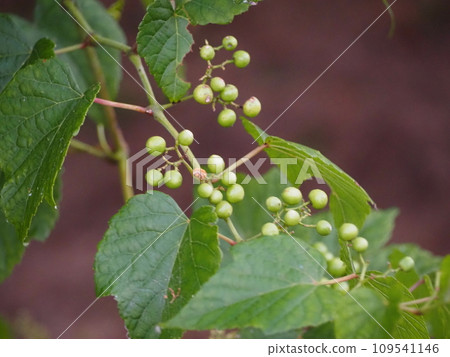 Vines, grapes with fruit Vines, grapes with fruit 109541146