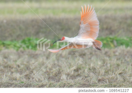 風景與日本宜必思飯店 109541227