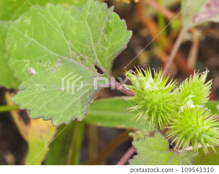 Sticking insect Onamomi fruit 109541310
