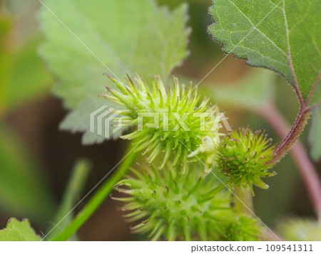 Sticking insect Onamomi fruit 109541311