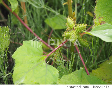 Sticking insect Onamomi fruit 109541313