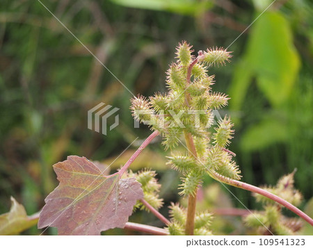 Sticking insect Onamomi fruit Sticking insect Onamomi fruit 109541323