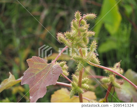Sticking insect Onamomi fruit Sticking insect Onamomi fruit 109541324