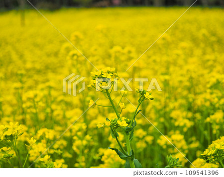 強奸的花朵預示著春天的到來 109541396