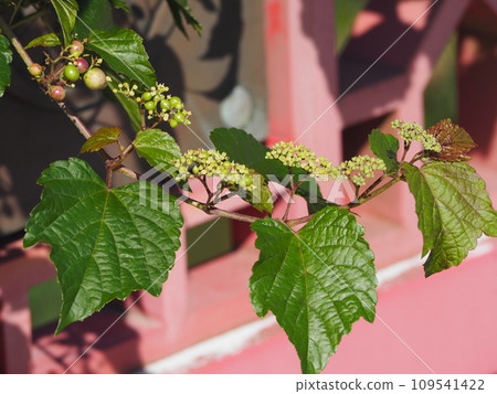 藤本植物的藤蔓花和果實 109541422