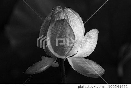 Light monochrome on lotus flower bud Light monochrome on lotus flower bud 109541451