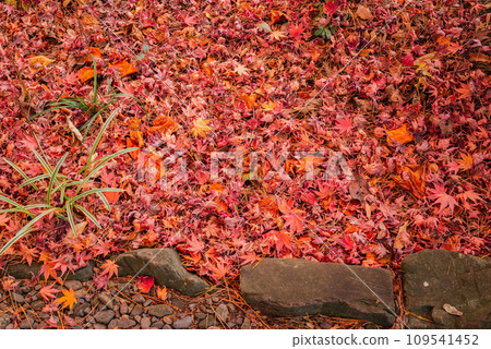 Late autumn scenery 109541452