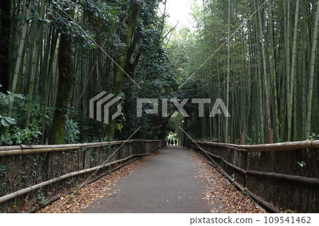 京都嵐山:竹林小路(京都市右京區) 京都嵐山:竹林小路(京都市右京區) 109541462
