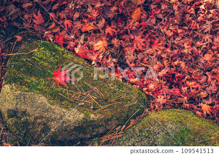 Late autumn scenery 109541513