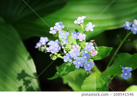 漂亮的勿忘我 109541546