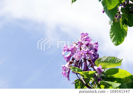 紫色泡桐花 109541547