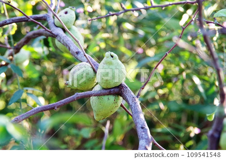 樹枝上的卡琳果 109541548