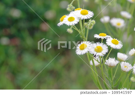 哈利恩花 哈利恩花 109541597