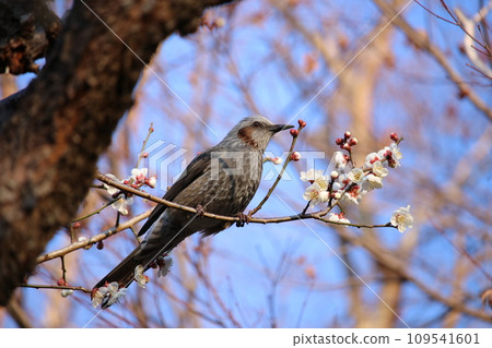 Brown fish stocked in a plum tree 109541601