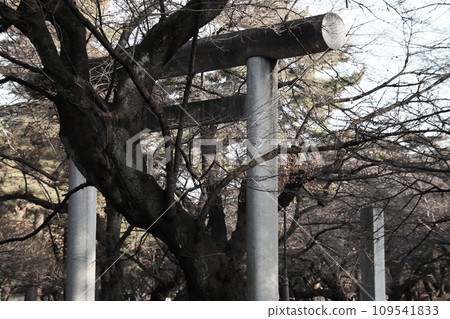 A large cherry tree passing through the torii gate 109541833