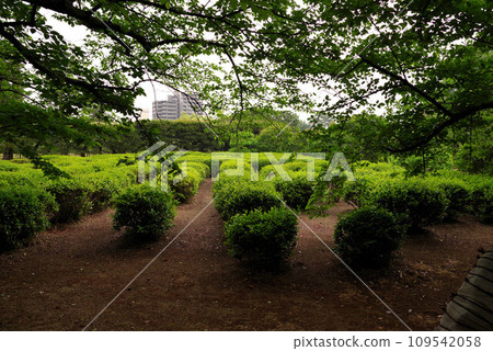 Kuribayashi Park 109542058