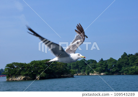 Flying seagulls 109543289