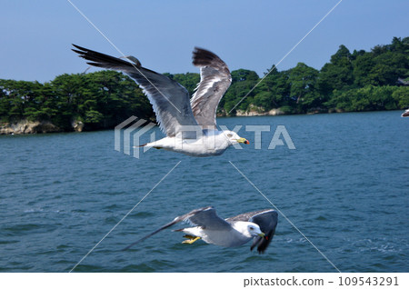 飛翔的海鷗 飛翔的海鷗 109543291