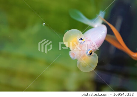 水鳳眼 泡泡眼 泡泡眼 水鳳眼 泡泡眼 泡泡眼 109543338