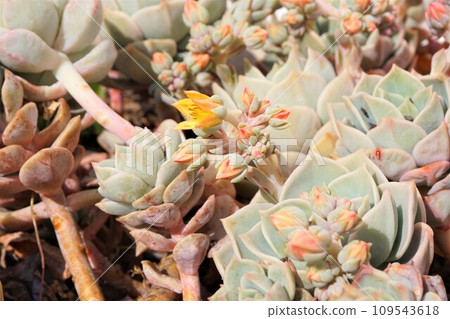 Graptoveria white peony succulent plant flower bud Graptoveria white peony succulent plant flower bud 109543618